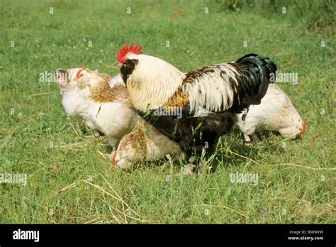 Domestic Chicken (Gallus gallus domesticus), breed: German Lachshuhn ...