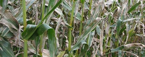 Agronomy Digest: Northern Corn Leaf Blight (NCLB) - Champion Seed