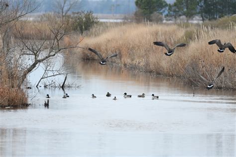 eBird Checklist - 1 Jan 2024 - Blackwater NWR - 32 species (+1 other taxa)