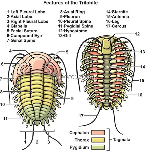 "Trilobite Morphology Diagram" by taylorcustom | Redbubble