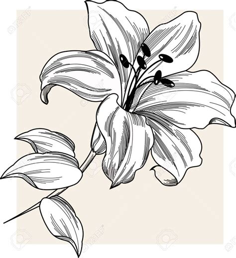 lily drawing - Google 검색 | Lilies drawing, Flower drawing, Flower sketches