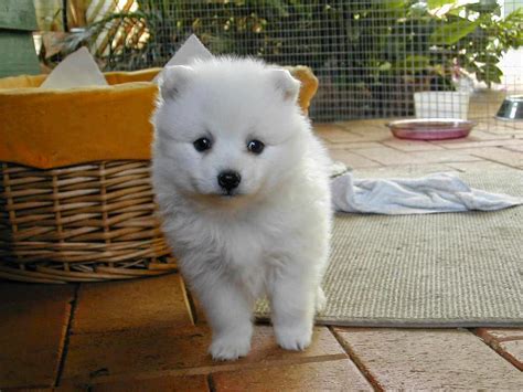 White Japanese Akita Inu Puppy Pictures, Cute!! ~ Picture of Puppies