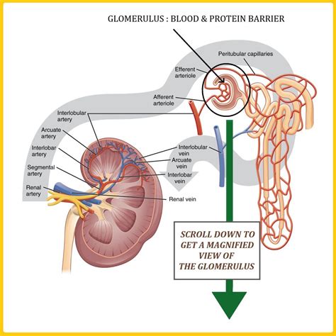 Glomerular Filtration Rate (GFR) - All Things Kidney ~ Official