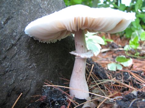 What are some example of decomposers? - Delightful Decomposers