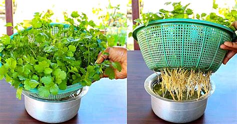 How to Grow Cilantro in Water, No Soil Required