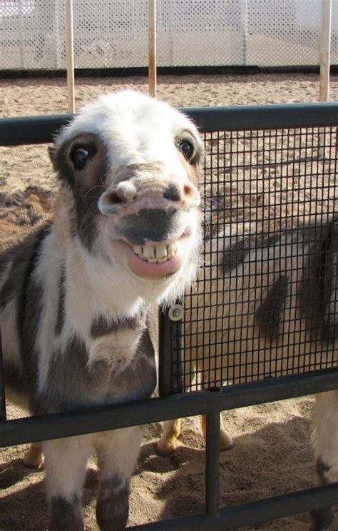 Funny Donkey Face, That Is All