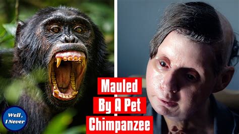 Chimpanzee Attack | The Story of Travis The Chimp and Charla Nash | Well, I Never - YouTube