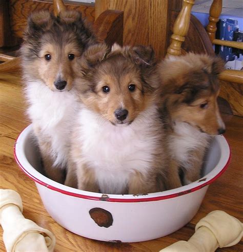 Cute Emergency on | Shetland sheepdog, Too cute and Dr. who