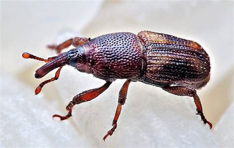 Weevil Facts | Go-Forth Pest Control