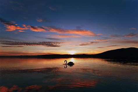 Swan on sunset lake by NickKoutoulas on DeviantArt