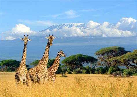 Scientists bolster giraffe conservation efforts with AI | Built In