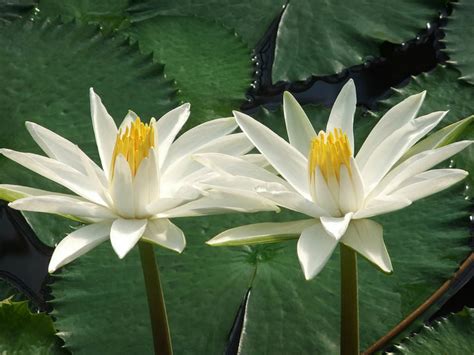 Nymphaea lotus (Tiger Lotus) - World of Flowering Plants