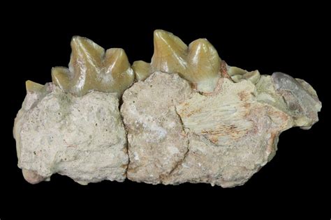 Rare, 1.35" Fossil Bear Dog (Daphoenus) Jaw Section - South Dakota ...