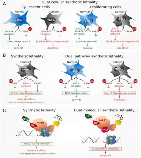 Dual synthetic lethality strategies: (A) Dual cellular synthetic... | Download Scientific Diagram