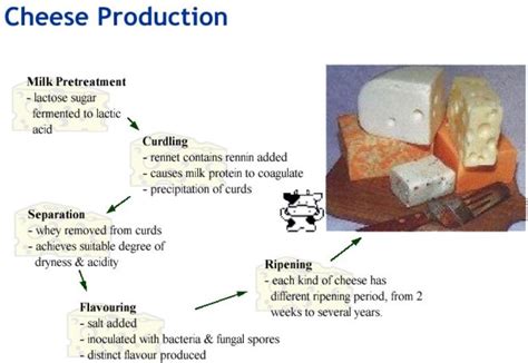 Biotechnology Examples in Everyday Life – StudiousGuy