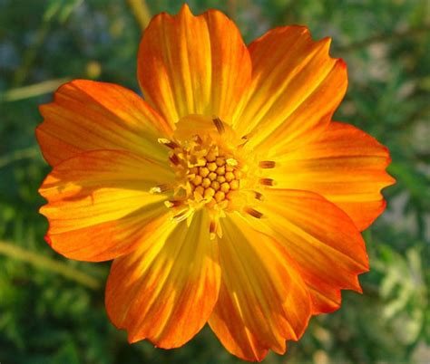 Cosmos Orange Cosmos Sulphureus Seeds