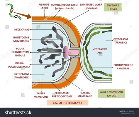 1 Ultra Structure Heterocyst Images, Stock Photos & Vectors | Shutterstock