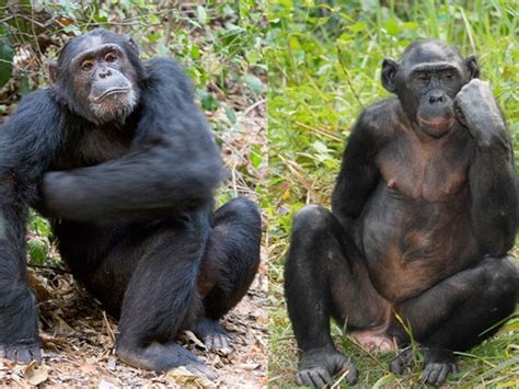 Bonobo Vs Chimpanzee