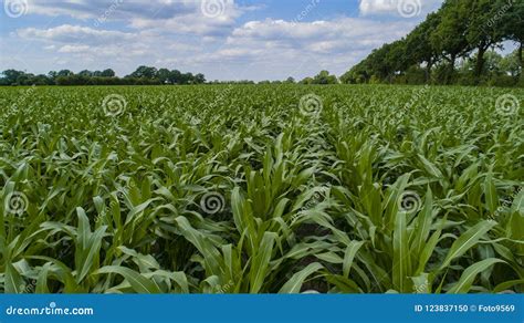 Drone Flight and Aerial View Over a Corn Field Stock Photo - Image of season, farm: 123837150