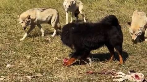 TIBETAN MASTIFF VS 3 WOLVES (Must Watch!) - YouTube