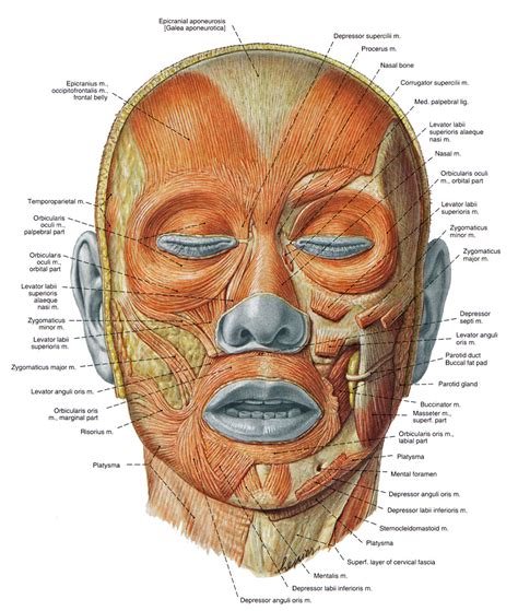 The Expressive Figure: Levator Labii Superioris and Corrugator muscles