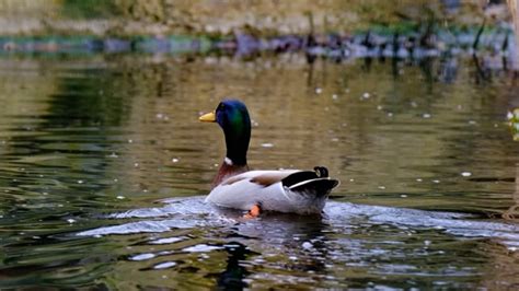 Bird Duck Mallard Free Stock Video - Pixabay