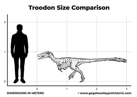 An Ultimate Guide to Troodon: The Wounding Tooth