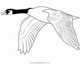 Canada Goose Fly Coloring Page For Kids  Free Swans And Geese sketch template