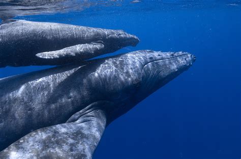 Blue Whale | The Life of Animals