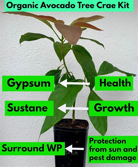 Fertilizers | Avocado Tree Growers