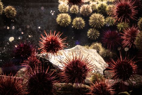 Urchin Barren Tank | Sitka Sound Science Center - Sitka Sound Science Center