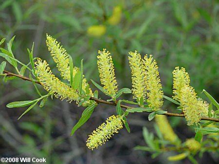 Black Willow (Salix nigra)