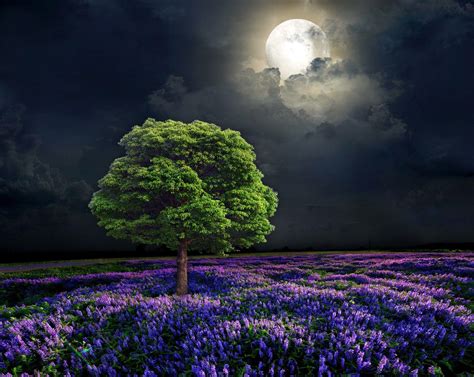 Flowers and Moon Wallpapers - Top Free Flowers and Moon Backgrounds ...