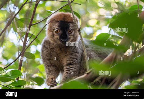 ranomafana national park madagascar Stock Photo - Alamy