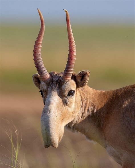 Endangered Saiga Antelope. Such texture and color in the horns, figured this crowd would ...