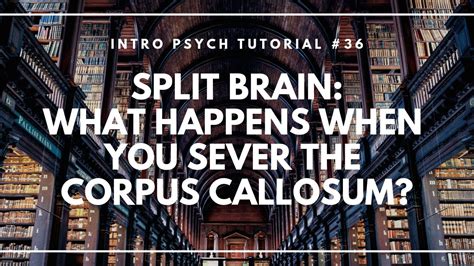 Split Brains: What Happens When You Sever the Corpus Callosum? (Intro ...