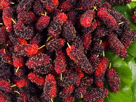 8 Top Benefits Of Mulberries & How To Eat | Organic Facts