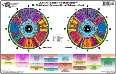 Iris chart Here's a Quick Way to Get | iriscope | iridology camera ...