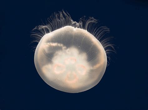 Do all Jellyfish sting? - The Smart Happy Project