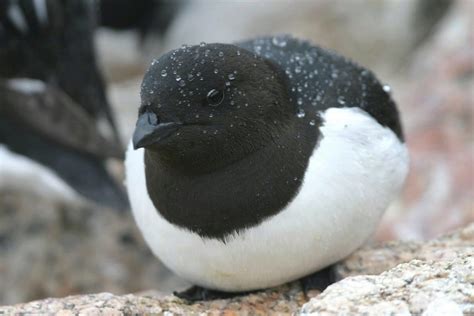 Auks – Telegraph