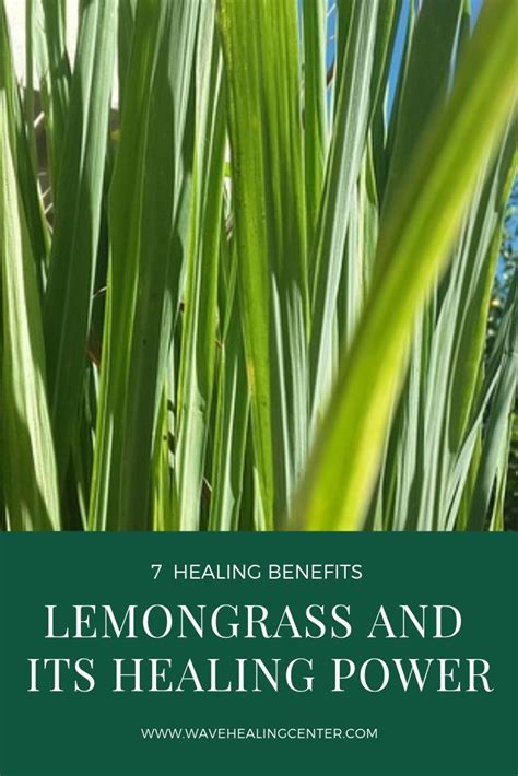 Lemongrass - 7 Of Its Most Potent Healing Benefits | Lemon grass, Healing, Herbs