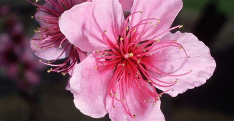 peach-blossoms - Delaware Pictures - Delaware - HISTORY.com