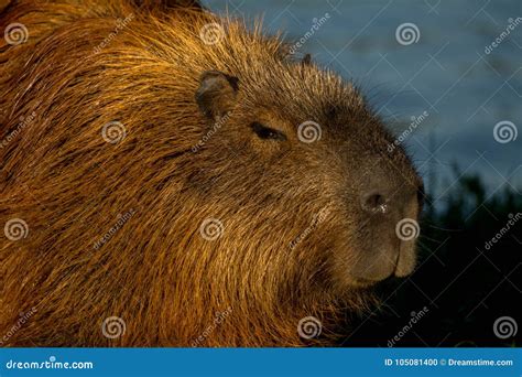 Capybara Swimming in the Water Stock Photo - Image of largest, whiskers: 105081400