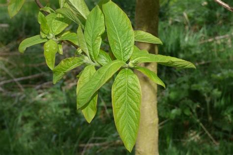 The Medlar tree - Mansfield Woodhouse Millennium Green