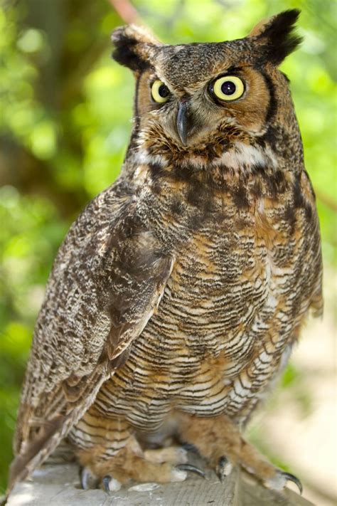 owl, great horned owl, portrait, nocturnal, looking, animal themes, one animal, animal, animal ...