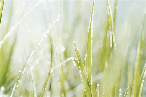 Close-Up Photo Of Grass · Free Stock Photo