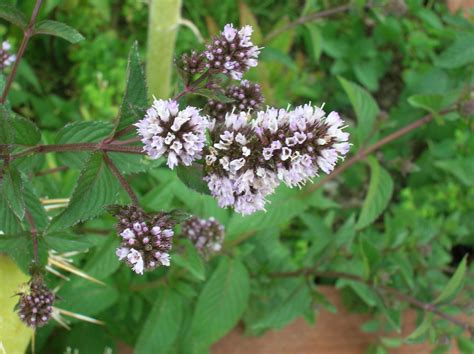 Mentha piperita cv. 'Chocolate Mint' . . . | Plants, Edible flowers, Mentha piperita