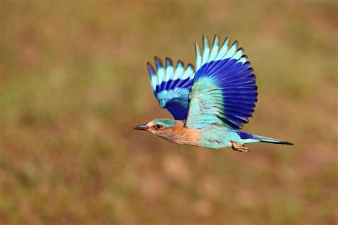 India's Wildlife - A Photography Tour - Naturetrek