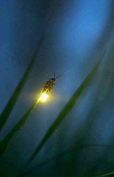 Firefly Photography, Mystical Forest, Pinturas Disney, Mundo Animal, Tier Fotos, Nice To Meet