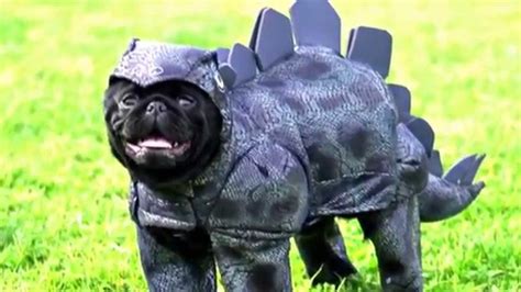 Pug costume compilation! - YouTube